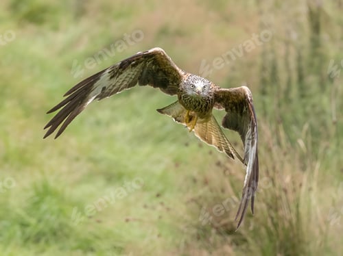 Preview: Red Kite soaring above a grassy field