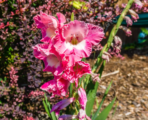 Preview: A Macro Shot Of A Rich Pink Gladiola Flower.