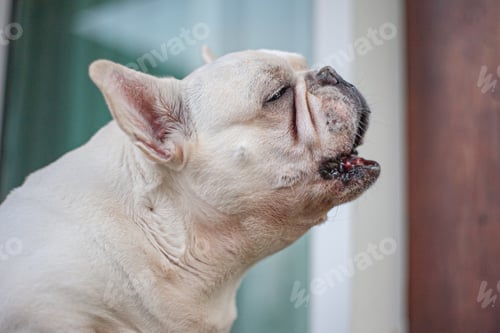 Preview: Cute Chubby French Bulldog Close-Up