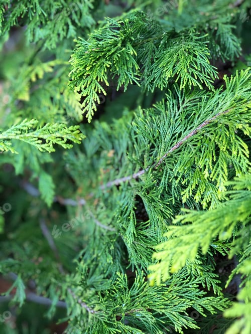 Preview: Cedar tree limbs
