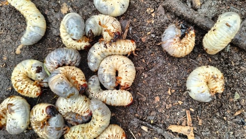 Preview: Beetle worms in the soil