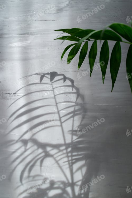 Preview: Palm leaf on grey background with deep shadow and sunlight