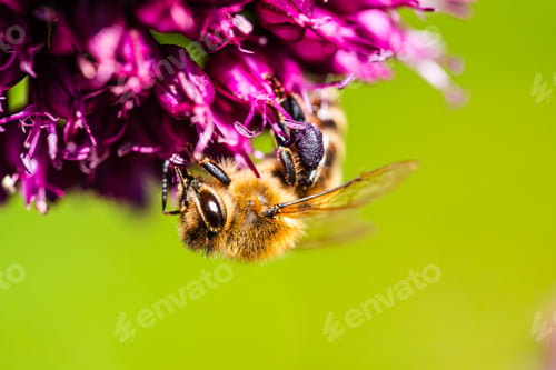 Preview: Honey Bee on flower Close up of a large striped bee collecting pollen on a garlic flower on a Sunny