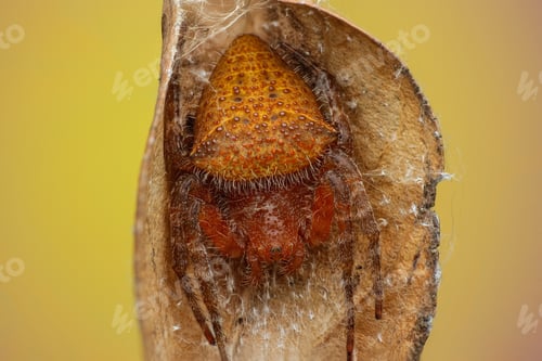Preview: spider