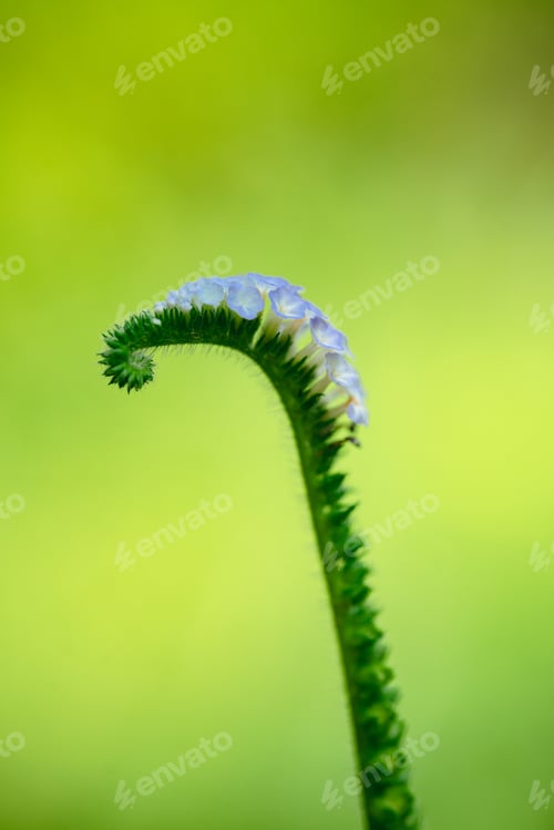 Preview: Grass flower close up