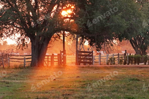 Preview: Sunset on a Pantanal farm