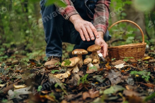 Preview: White knife, slicing by using it. Close up view of man that is doing mushroom picking in the forest