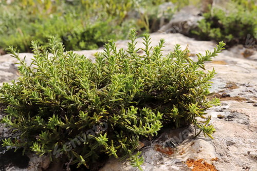 Preview: Wild thyme in its natural environment. Rock thyme.