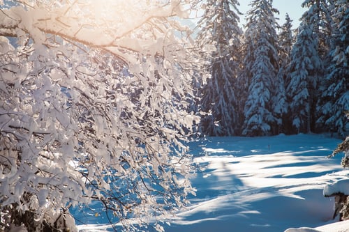 Preview: winter mountain landscape in the Alps with snow covered fir trees