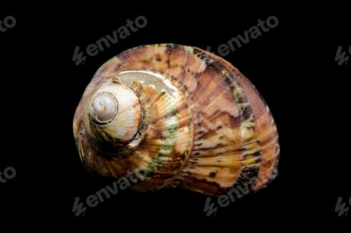Preview: Close-Up of Turbo petholatus Shell on Black background