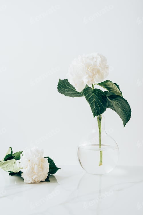 Preview: white blooming flowers of hydrangea in vase and on white surface