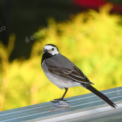 Preview: Closeup of a Wagtail in front of yellow plants