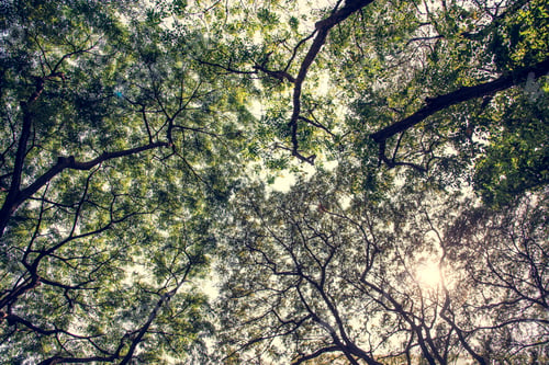 Preview: A natural greenary foliage in a park