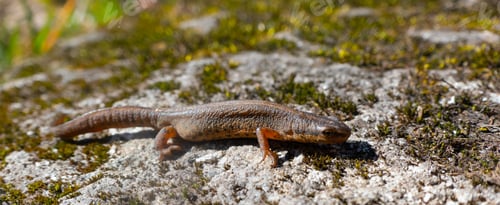 Preview: A beautiful brown lizard basks in the sun. Lies on a gray stone