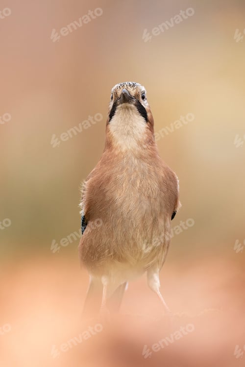 Preview: Eurasian Jay Close-Up with Soft Focus