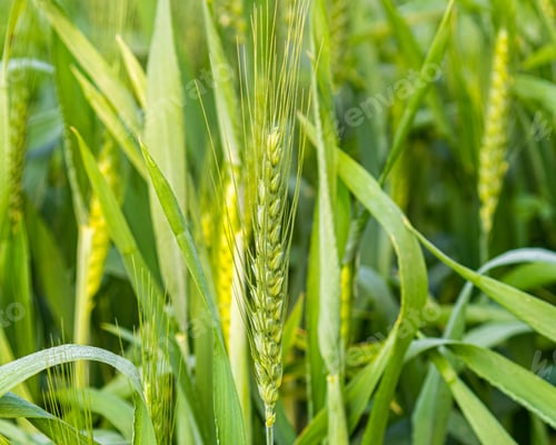 Preview: A Common wheat plant