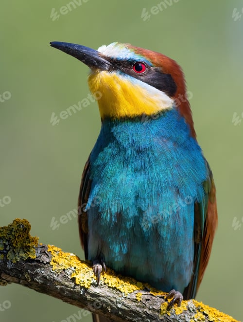 Preview: European bee-eater, merops apiaster. A bird sits on a beautiful branch on a blurry background