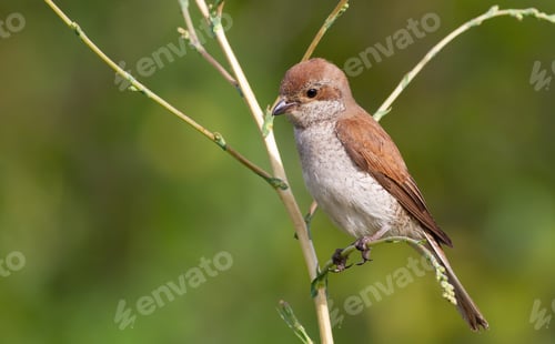 Preview: Red-backed shrike, Lanius collurio. A young bird sitting on a branch of a plant