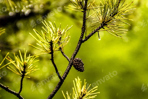 Preview: Branches of a pine tree in the natural environment