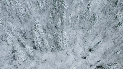 Preview: Top view of wild coniferous forest in winter. Clip. Flying over tops of snowy trees in winter