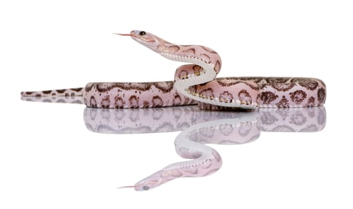 Preview: Scaleless corn snake or red rat snake, Pantherophis guttatus, against white background