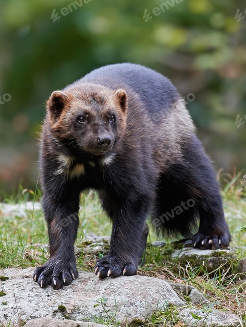 Preview: Wolverine (Gulo gulo)