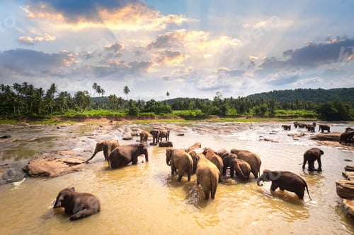 Preview: Group of Asian elephants at tropical river. Sri Lanka