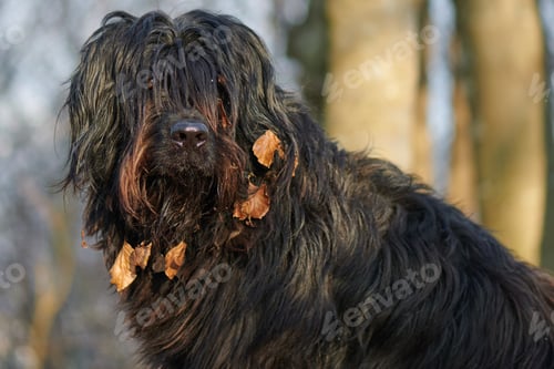 Preview: Sshepherd dog with leaves on the muzzle