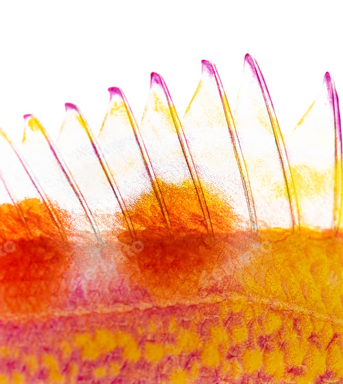 Preview: Fish dorsal fin macro texture and colorful scales