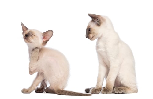 Preview: Oriental Shorthair kitten scratching while another one sitting