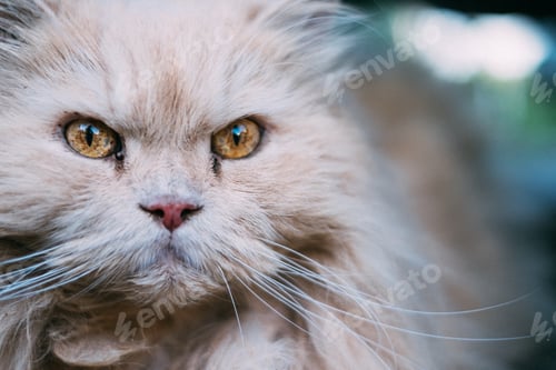Preview: Serious cat