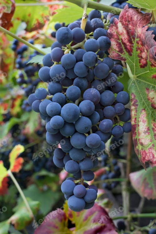 Preview: Bunch of blue grapes on a vine