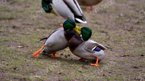 Preview: Mallard ducks playing on the grassy ground in their natural habitat