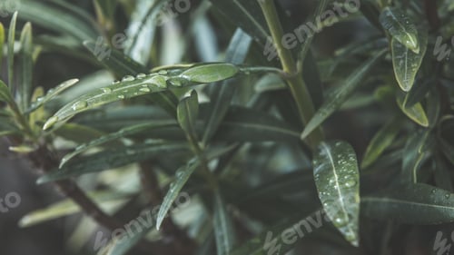 Preview: Raindrops on the leaves of a monkey flower tree. Zoomed in on the water drops.