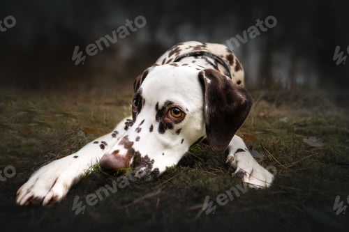 Preview: Dalmatian dog relaxing in the grass surrounded by trees with a blurred background