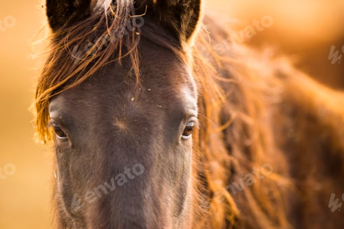 Preview: Wild Horse Face Portrait Oregon Bureau of Land Management