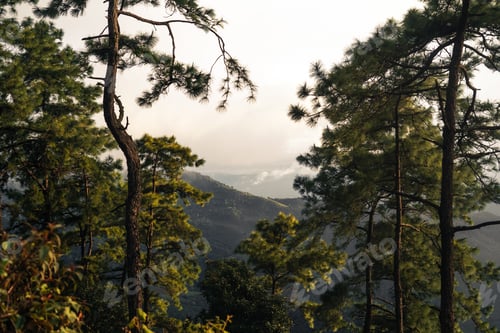 Preview: Trees and ferns in the rainy day forest