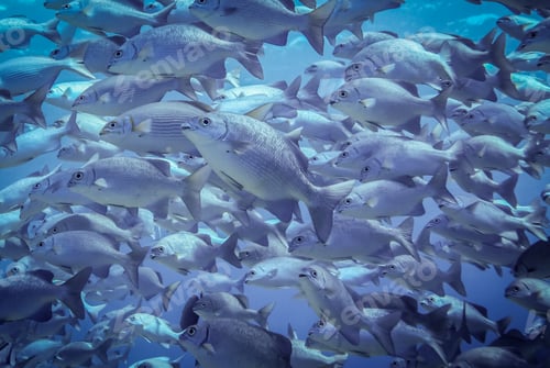 Preview: Underwater view of school of lowfin drummers (kyphosus vaigiensis), Lombok, Indonesia