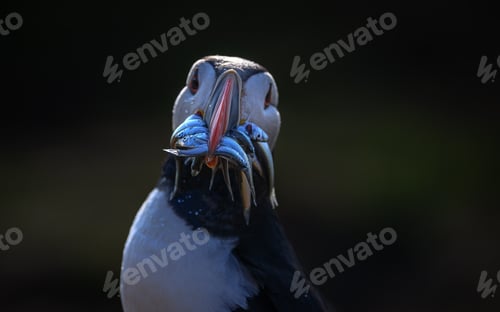 Preview: Closeup of a puffin holding a mouthful of fish with its beak.