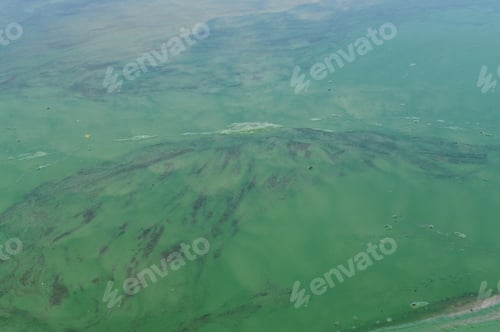 Preview: The water blooms in the river. Ecology concept of polluted nature.