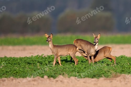 Preview: Roe-deer with family in the wild