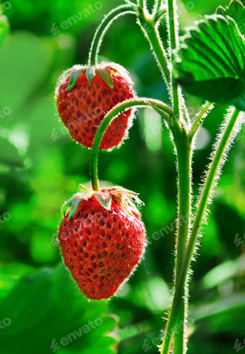 Preview: strawberry
