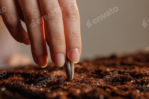 Preview: A hand planting a sunflower seed in fertile dark soil symbolizes growth and new beginnings.