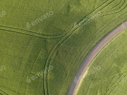 Preview: Aerial view of a green rural area. Field of the wheat