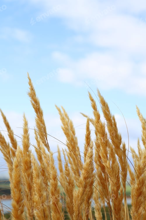 Preview: Windy day on a farm under a blue sky