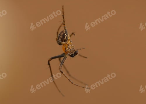Preview: spider, nature, insect, arachnid, hairy, scary, creepy, phobia, animal, macro, predator, danger, web