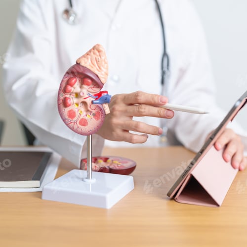 Preview: Doctor with Kidney Adrenal gland anatomy model