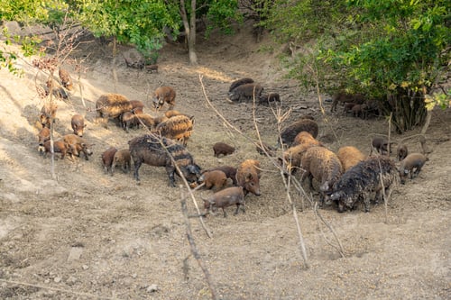 Preview: Herd of mangalica pig