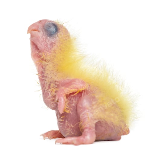 Preview: Sulphur-crested Cockatoo chick, Cacatua galerita, 4 days old against white background