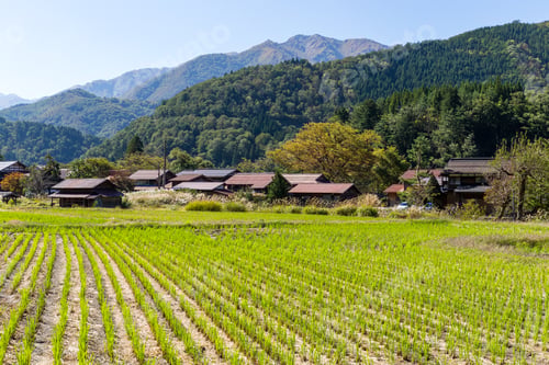 Preview: Japanese old village in Shirakawa